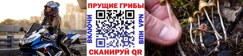 Галлюциногенные грибы ЛСД  хочу   Будённовск 